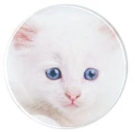 Hollywood Mirror Kitten Button EVERYTHING ELSE