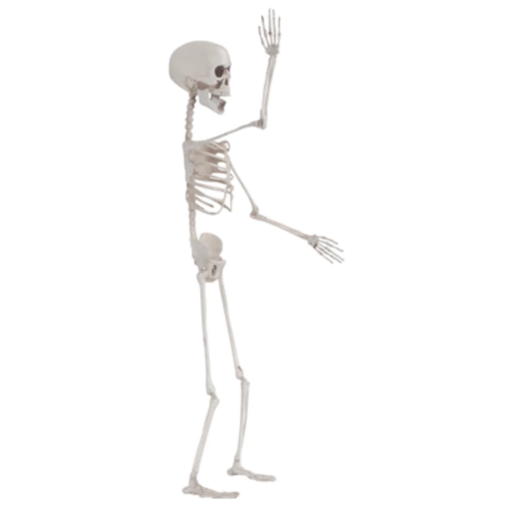 Loftus EVERYTHING ELSE Posable 28" Skeleton 4 Loftus EVERYTHING ELSE Posable 28" Skeleton